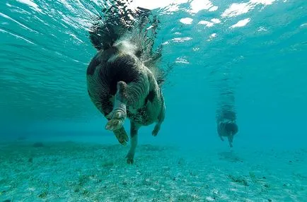 Viața în porci paradis în Bahamas