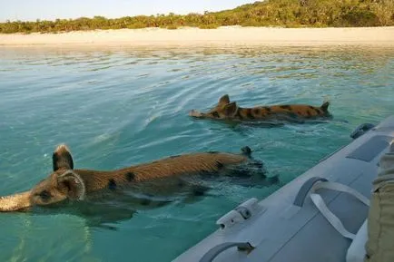 Viața în porci paradis în Bahamas