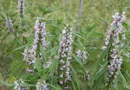 Motherwort снимка растения