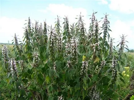 Motherwort снимка растения