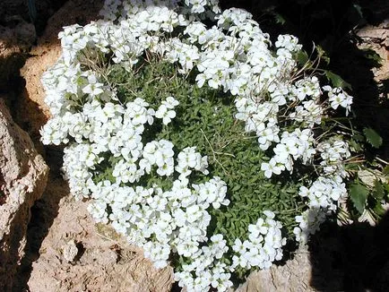 Plante pentru gradina uscate, nalbă, brebenoc, Euphorbia, ienupăr, agrișă, foto și video