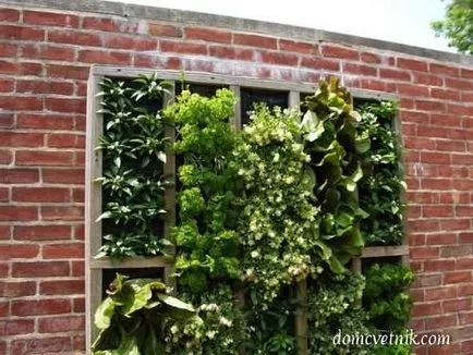 Plantele în casă - un zid viu - sub formă de grădini verticale