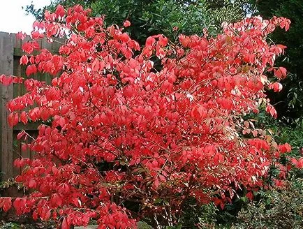 Инсталации за сухо градина, ружа, зеленика, Euphorbia, хвойна, берберис, фото и видео