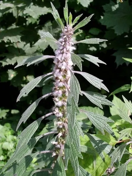 Motherwort porumbel, pyatilapostny