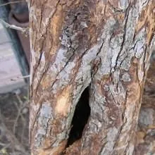 Сухи листа от лаврово дърво