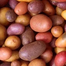 Съвети за отглеждане на картофи, частна къща