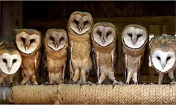 Owls blând, Netlore les pires, Franța, muzica, bufniță, bufnițe, dulce, popular