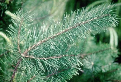 Pine - gyógynövény