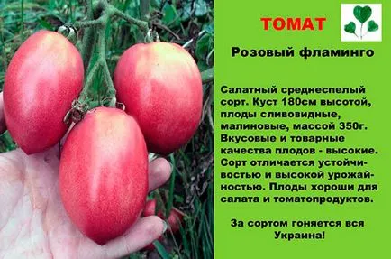 Розови сортове домати със снимки и описание