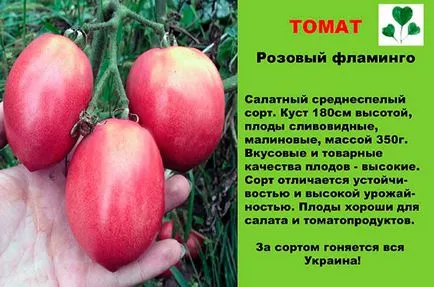 soiuri roz de tomate cu fotografii și descriere