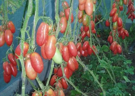 soiuri roz de tomate cu fotografii și descriere