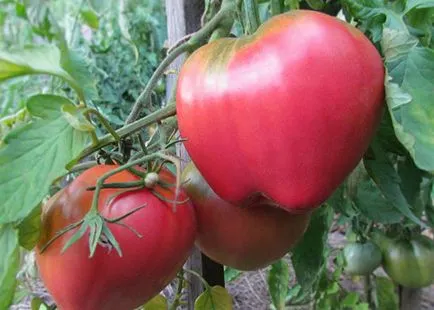 soiuri roz de tomate cu fotografii și descriere