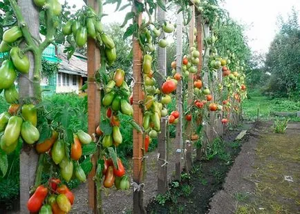 Розови сортове домати със снимки и описание