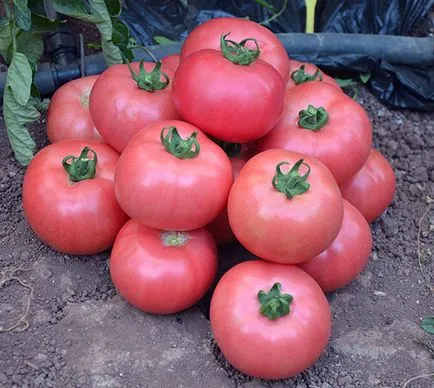 soiuri roz de tomate cu fotografii și descriere