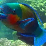 Akváriumi halak - tipegő, ajánlások karbantartási és etetés