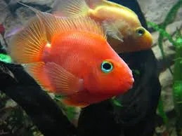 Aquarium specii de pește papagal, compatibilitate, îngrijire