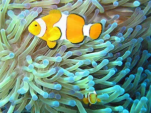 Аквариум Nemo, керамика