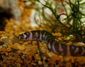 Akváriumi halak - tipegő, ajánlások karbantartási és etetés