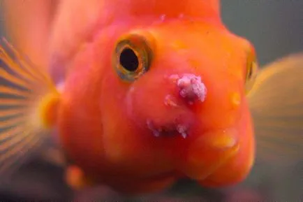 Akváriumi halak papagáj - leírás, karbantartása és tisztítása