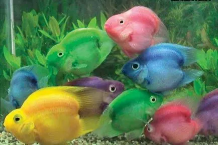papagal pesti de acvariu - descriere, îngrijire și întreținere