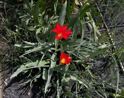 5 fajta steppe tulipán megnevezését, és a fotó