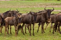 fotografie gnu animale