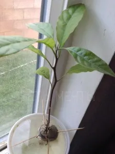 Авокадо, как да расте едно авокадо от камък, цветя мечтаят
