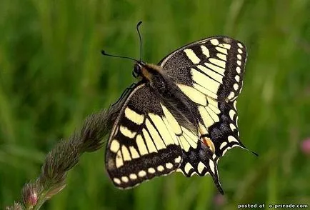 Papilionidae - decorare natura - 17 photo - poze - fotografii lumii naturale