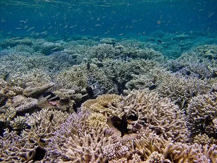 Angaga ca reciful casa pentru cinci cu minus maaaaalenkim (partea 1) - Ari Atoll (Maldive)