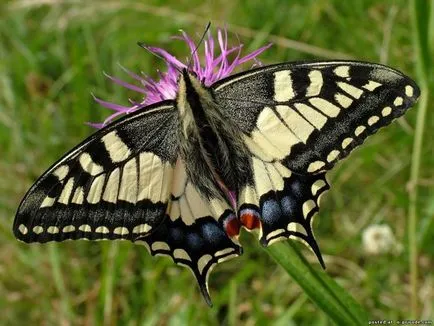 Papilionidae - decorare natura - 17 photo - poze - fotografii lumii naturale