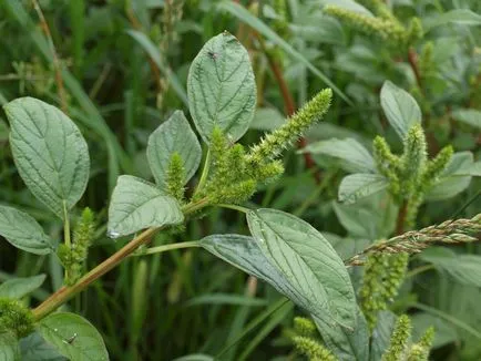 fotografii Amaranth și specii, de plantare și îngrijire de plante