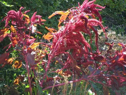 fotografii Amaranth și specii, de plantare și îngrijire de plante