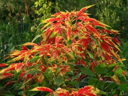 fotografii Amaranth și specii, de plantare și îngrijire de plante