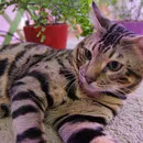Bengáli macska csap - Bengáli kiscicák
