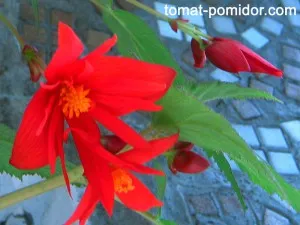 Грудкови бегонии в градината у дома, отглеждането на домати в лятна вила