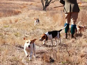 Vadászat beagle fajtájú kutya eb