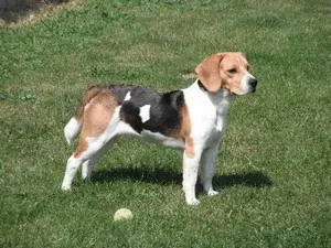 Vânătoare Beagle câine de câine rasa