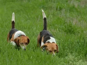 Vânătoare Beagle câine de câine rasa