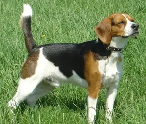 Beagle (beagle) - leírása a fajta képekkel