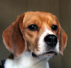 Beagle (beagle) - leírása a fajta képekkel