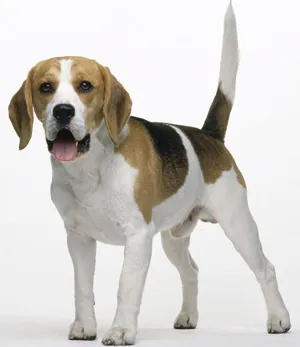 Beagle (Beagle) - descrierea rasei cu fotografii