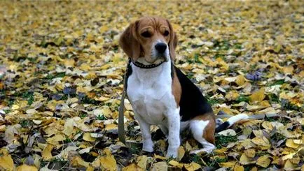 Beagle (câine)