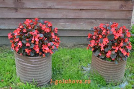 Begonia vechnotsvetuschaya на улицата, къща, красива цветна градина зеленчукова градина градина,,
