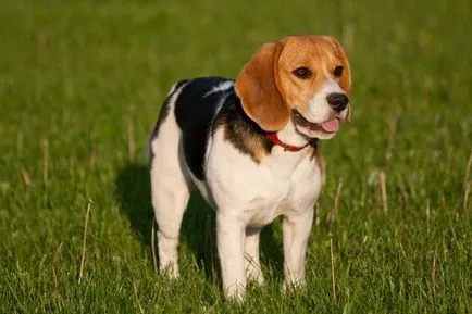 Beagle (câine)