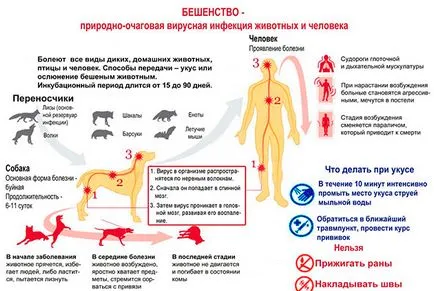 Бяс при кучета - причини, симптоми, лечение