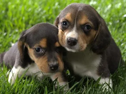 Beagle (câine)