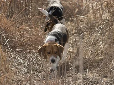 Vadászat beagle fajtájú kutya eb