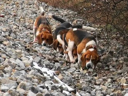 Vadászat beagle fajtájú kutya eb