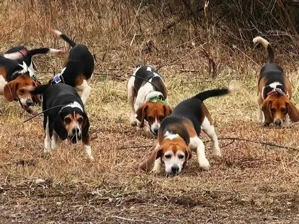 Vânătoare Beagle câine de câine rasa