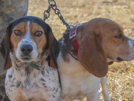 Vadászat beagle fajtájú kutya eb